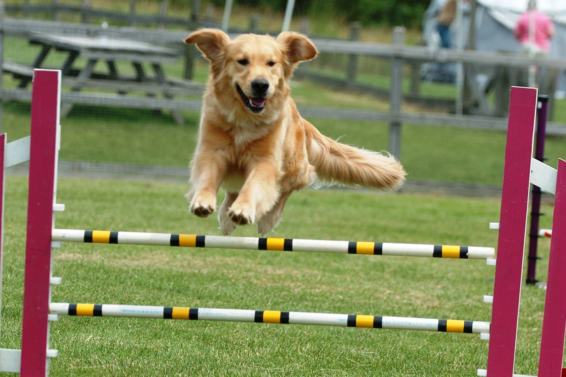Golden Retriever jumping during dog agility